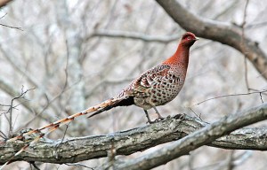 Copper pheasant | Internet Bird Collection